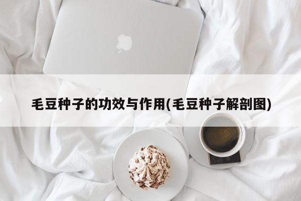 毛豆种子的功效与作用(毛豆种子解剖图)