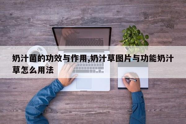 奶汁菌的功效与作用,奶汁草图片与功能奶汁草怎么用法